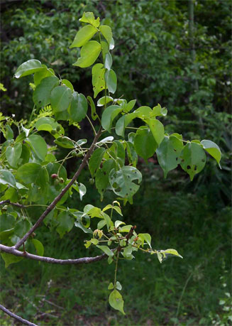 Lannea schweinfurthii (False marula)