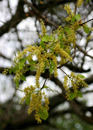 Lannea schweinfurthii (False marula)