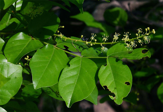 Lannea schweinfurthii (False marula)