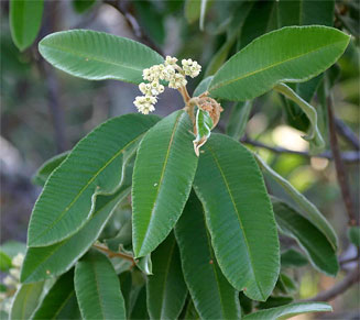 Ozoroa insignis