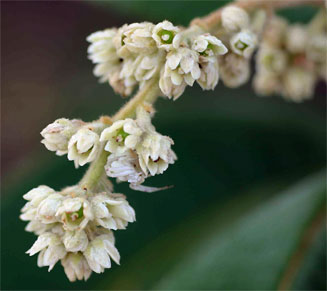 Ozoroa insignis