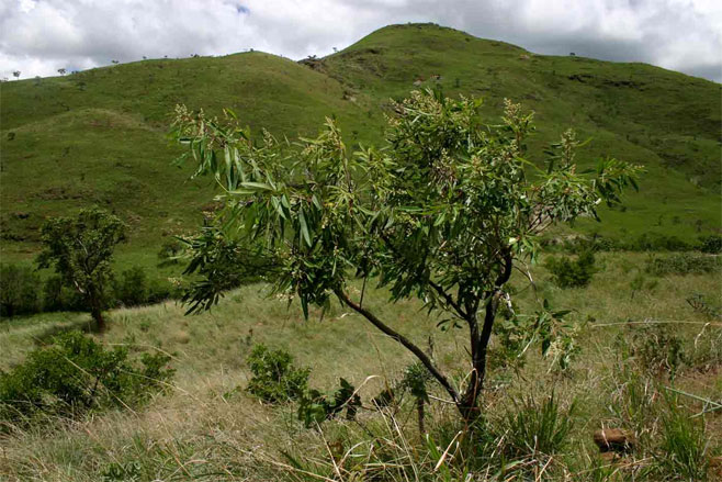 Ozoroa longipetiolata