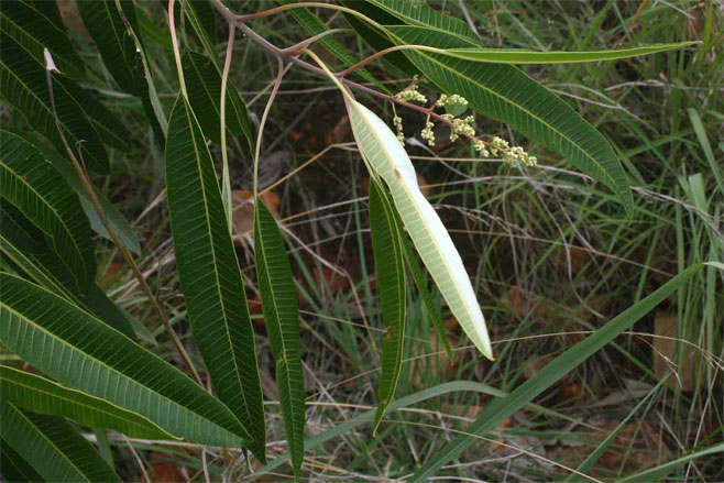 Ozoroa longipetiolata