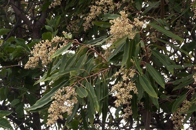 Ozoroa longipetiolata