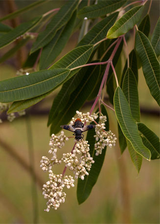 Ozoroa longipetiolata