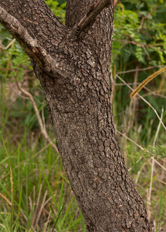 Ozoroa longipetiolata