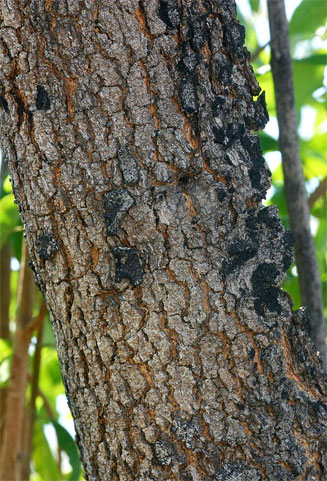 Ozoroa obovata (Broad-leaved resin tree)