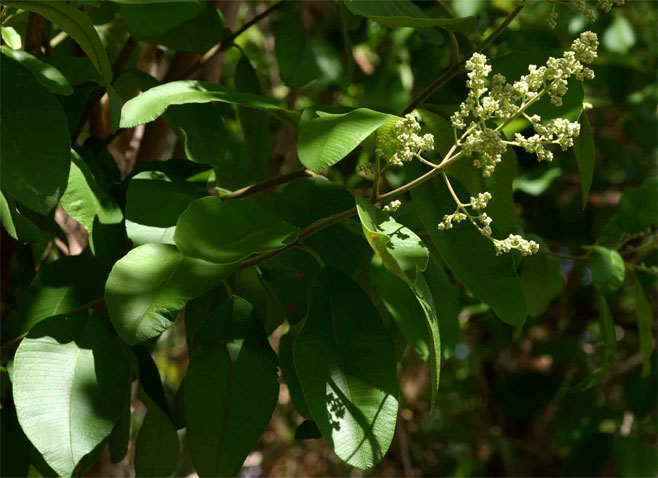 Ozoroa obovata (Broad-leaved resin tree)