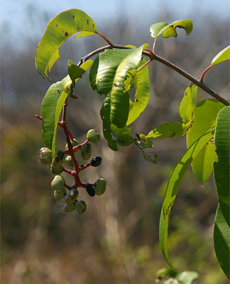 Ozoroa obovata (Broad-leaved resin tree)