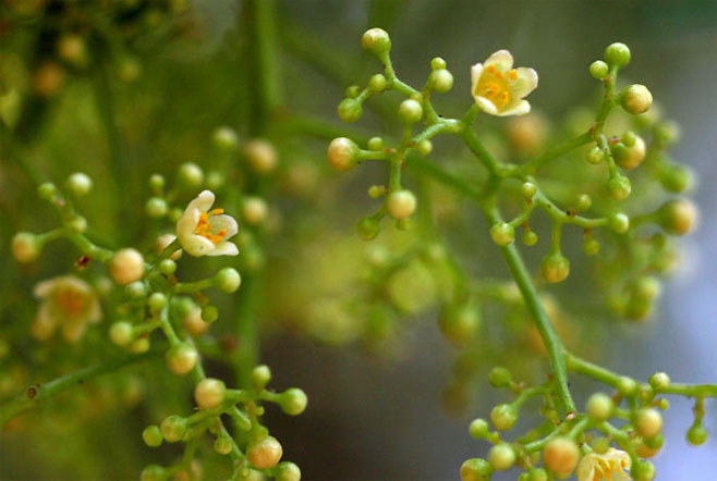 Schinus molle (Pepper Tree)