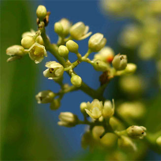 Schinus terebinthifolius (Brazilian pepper tree)