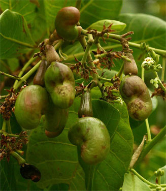 Anacardium occidentale (Cashew)