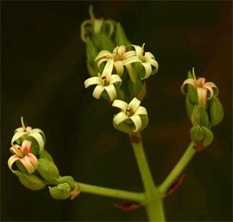 Anacardium occidentale (Cashew)