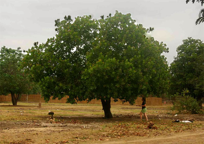 Anacardium occidentale (Cashew)