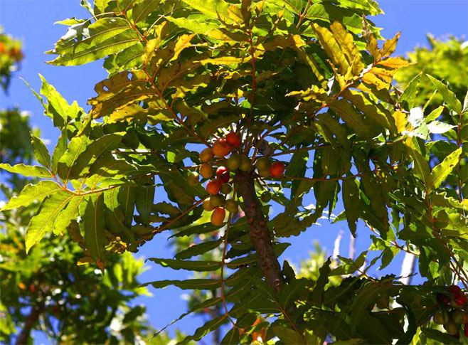 Harpephyllum caffrum (Wild plum)