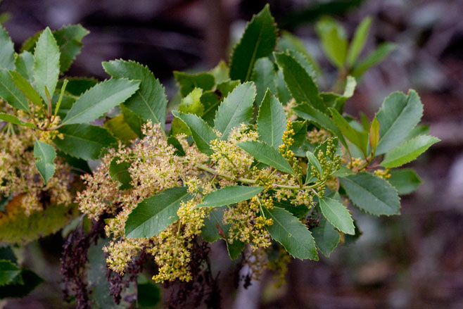 Laurophyllus capensis
