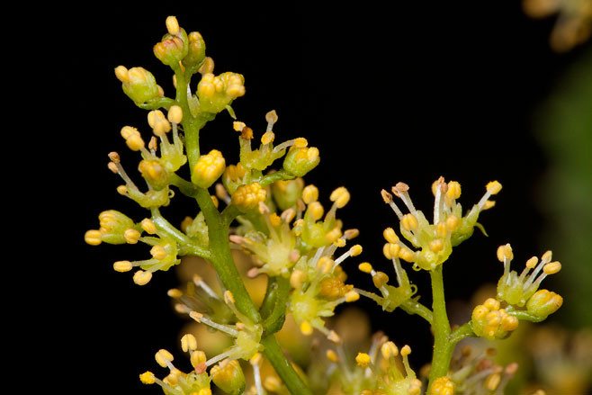 Laurophyllus capensis