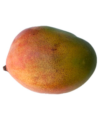Mangifera indica (Mango)
