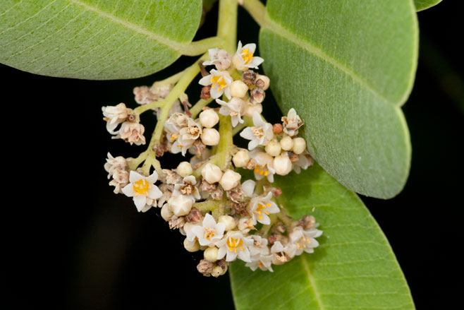 Heeria argentea (Rockwood)