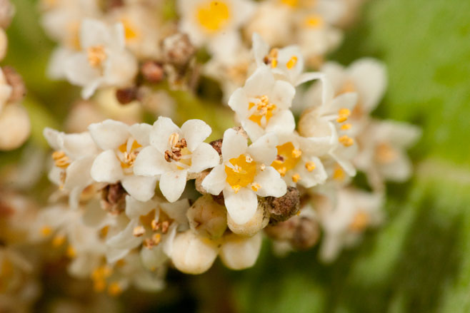 Heeria argentea (Rockwood)