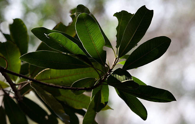 Protorhus longifolia (Red beech)