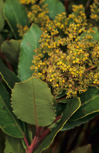 Laurophyllus capensis