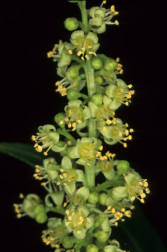 Harpephyllum caffrum (Wild plum)