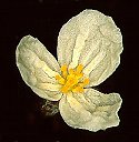 Egeria densa