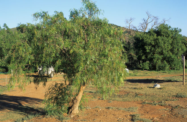 Schinus molle (Pepper Tree)