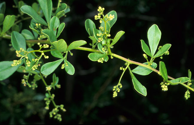 Searsia longispina 
