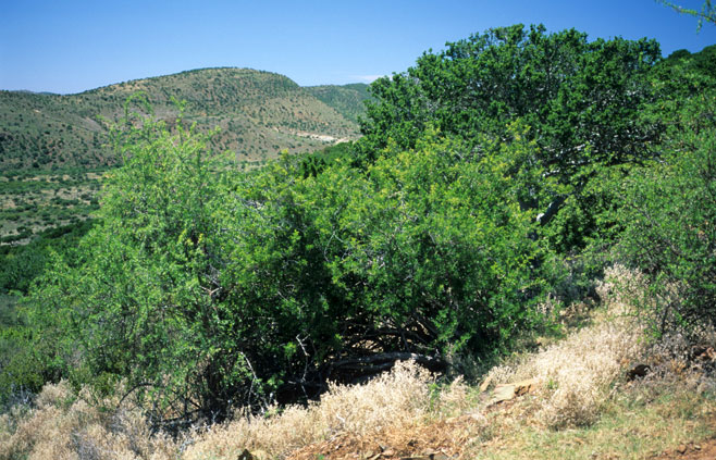 Searsia longispina 