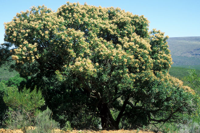 Loxostylis alata&nbsp;