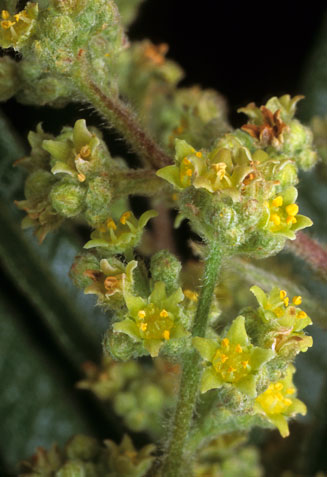 Searsia discolor (Grassveld Currant)