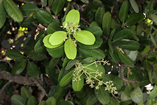Heeria argentea (Rockwood)