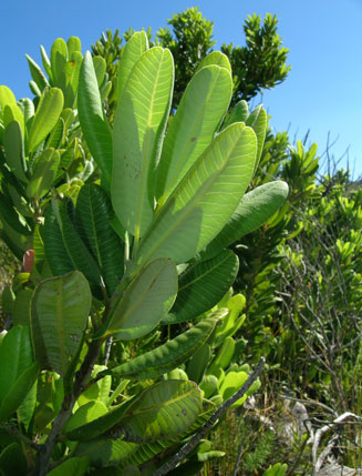 Heeria argentea (Rockwood)