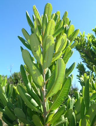 Heeria argentea (Rockwood)