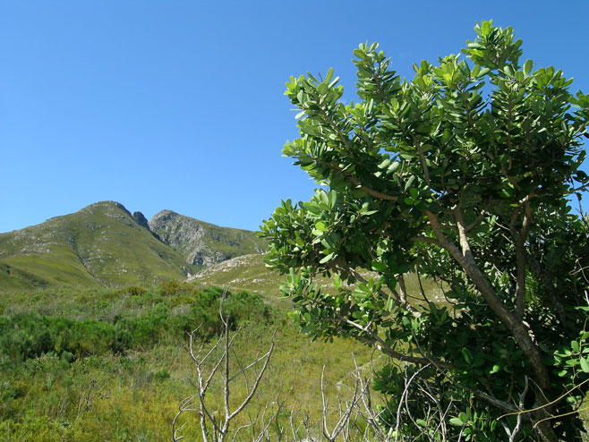 Heeria argentea (Rockwood)