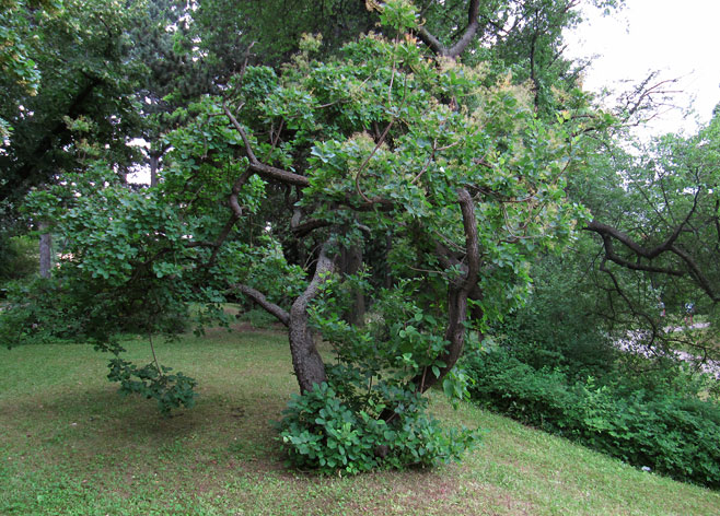 Cotinus coggygria (Smoke Tree)
