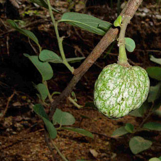 Annona senegalensis (Wild custard apple)