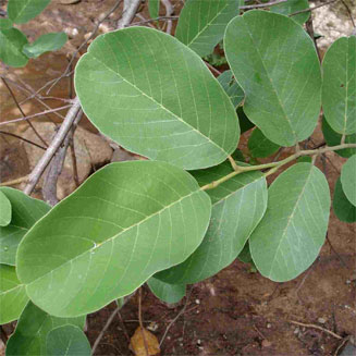 Annona senegalensis (Wild custard apple)