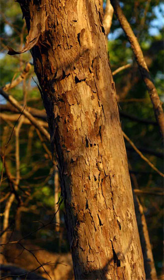 Cleistochlamys kirkii