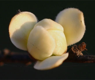 Cleistochlamys kirkii
