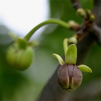 Artabotrys brachypetalus (Large hook-berry, Purple hook-berry)
