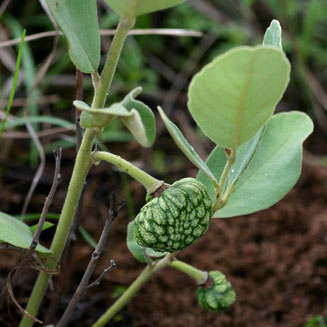 Annona stenophylla (Dwarf custard-apple)