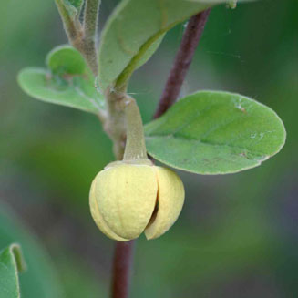 Annona stenophylla (Dwarf custard-apple)