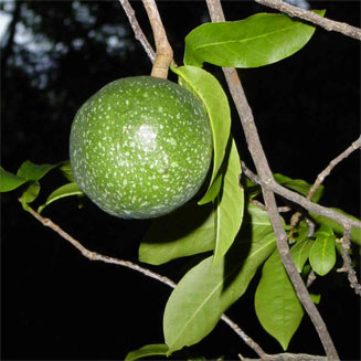 Monodora junodii (Green-apple)