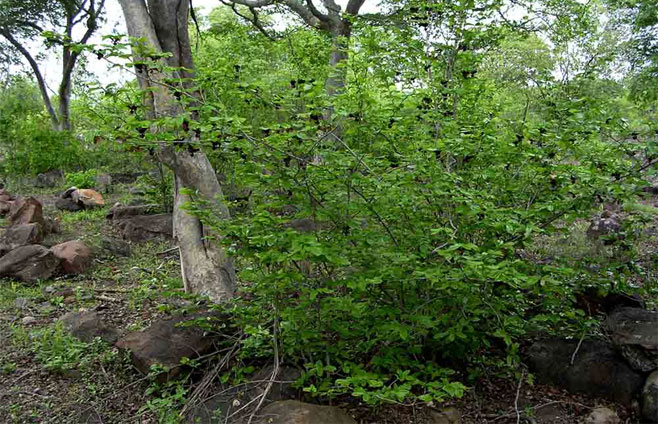 Monodora junodii (Green-apple)