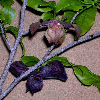Monodora junodii (Green-apple)