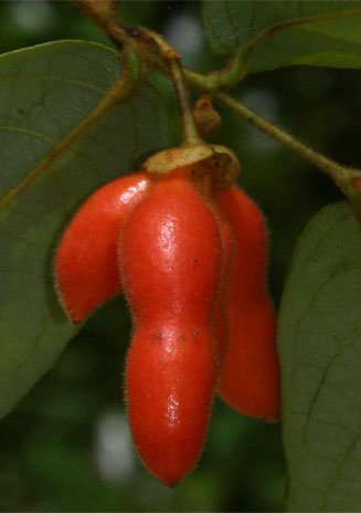 Monanthotaxis trichocarpa