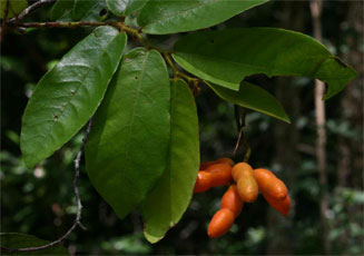 Monanthotaxis trichocarpa
